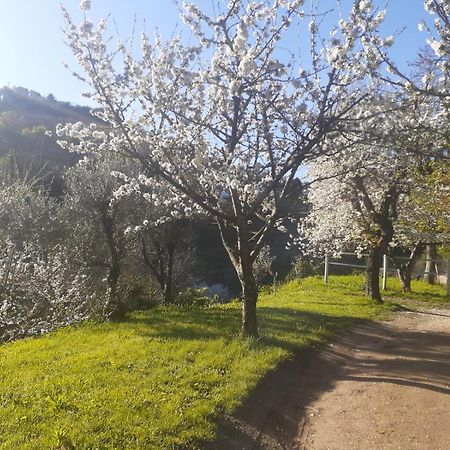 Quinta Dos Carvalhos The Wine House Farm In Center Of Lamego - Capital Of The Douro Villa Exteriör bild