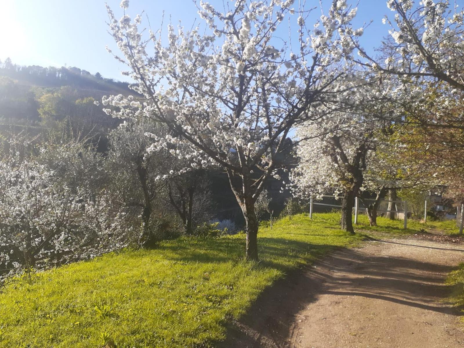 Quinta Dos Carvalhos The Wine House Farm In Center Of Lamego - Capital Of The Douro Villa Exteriör bild